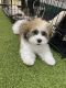 Mal-Shi Puppies for sale in Westerville, OH 43082, USA. price: NA