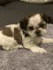 Mal-Shi Puppies for sale in Newark, NJ, USA. price: $2,500