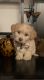 Mal-Shi Puppies for sale in Rancho Cucamonga, CA, USA. price: $900