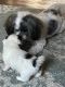 Mal-Shi Puppies for sale in Newark, NY 14513, USA. price: $950