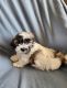 Mal-Shi Puppies for sale in Burlington, IA, USA. price: $40,000