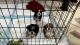Mal-Shi Puppies for sale in Victorville, CA, USA. price: NA