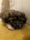 Mal-Shi Puppies for sale in Hartselle, AL 35640, USA. price: NA
