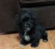 Mal-Shi Puppies for sale in Burnet, TX 78611, USA. price: NA
