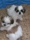 Mal-Shi Puppies for sale in Sacramento, CA, USA. price: NA