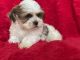 Mal-Shi Puppies for sale in La Habra, CA 90631, USA. price: NA
