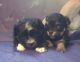 Mal-Shi Puppies for sale in Locust, NC, USA. price: $1,200