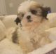 Mal-Shi Puppies for sale in Conway, SC, USA. price: $800