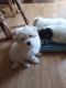 Mal-Shi Puppies for sale in Hayden, ID, USA. price: NA