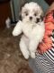 Mal-Shi Puppies for sale in College Station, TX, USA. price: NA