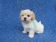 Mal-Shi Puppies for sale in La Habra, CA 90631, USA. price: $599