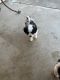 Mal-Shi Puppies for sale in Tulare, CA 93274, USA. price: NA