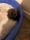 Mal-Shi Puppies for sale in Bethalto, IL, USA. price: NA