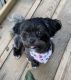 Mal-Shi Puppies for sale in Knoxville, TN, USA. price: NA
