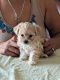 Mal-Shi Puppies for sale in Florence, AZ, USA. price: NA