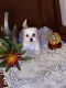Mal-Shi Puppies for sale in Florence, AZ, USA. price: NA