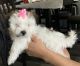 Mal-Shi Puppies for sale in Lathrop, CA 95330, USA. price: $800