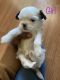 Mal-Shi Puppies for sale in Kinston, NC, USA. price: $900