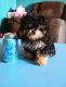 Mal-Shi Puppies for sale in Locust, NC, USA. price: $800