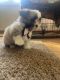 Mal-Shi Puppies for sale in Grandville, MI, USA. price: $1,995