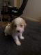 Mal-Shi Puppies for sale in San Francisco, CA, USA. price: $1,750