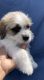Mal-Shi Puppies for sale in Kissimmee, FL, USA. price: NA