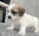 Mal-Shi Puppies for sale in Kissimmee, FL, USA. price: NA