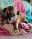 Mal-Shi Puppies for sale in 8287 Moorhaven Way, Sacramento, CA 95828, USA. price: $800