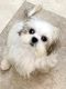 Mal-Shi Puppies for sale in Austin, TX, USA. price: $1,950