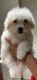 Mal-Shi Puppies for sale in Werribee VIC 3030, Australia. price: $1,500