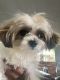 Mal-Shi Puppies for sale in Gulfport, MS, USA. price: $600
