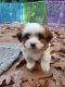 Mal-Shi Puppies for sale in Greensboro, NC, USA. price: $850