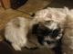 Mal-Shi Puppies for sale in Goshen, MA, USA. price: $1,800