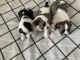 Mal-Shi Puppies for sale in Sunshine Coast QLD, Australia. price: $1,500
