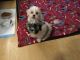 Mal-Shi Puppies for sale in Goshen, MA, USA. price: $1,700