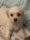 Mal-Shi Puppies for sale in East Peoria - Tazewell, Illinois. price: $2,500