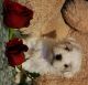 Mal-Shi Puppies for sale in Grovetown, Georgia. price: $250