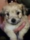 Mal-Shi Puppies for sale in Pensacola, FL, USA. price: $600