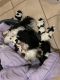 Mal-Shi Puppies for sale in Mackay, Queensland. price: $1,500