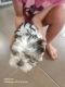 Mal-Shi Puppies for sale in Richmond, New South Wales. price: $400