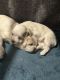Mal-Shi Puppies for sale in Wilmington, North Carolina. price: $950