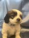 Mal-Shi Puppies for sale in Las Vegas, Nevada. price: $800