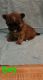 Mal-Shi Puppies for sale in Oswego, Kansas. price: $500