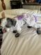Mal-Shi Puppies for sale in San Marcos, California. price: $1,600