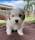 Mal-Shi Puppies for sale in Gladstone, Queensland. price: $1,250