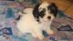 Mal-Shi Puppies for sale in Houston, Texas. price: $1,200