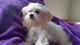 Mal-Shi Puppies for sale in Conway, SC, USA. price: NA