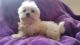 Mal-Shi Puppies for sale in Conway, SC, USA. price: $550