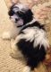 Mal-Shi Puppies for sale in Mooresville, IN, USA. price: $425