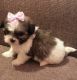 Mal-Shi Puppies for sale in Murfreesboro, TN, USA. price: $650